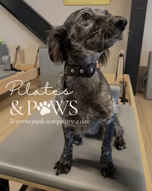 Pilates & Paws en Sananda